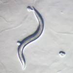 crca_equipe_Jeanson_Project2_7