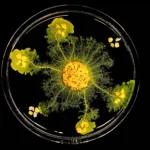 crca_equipe_Jeanson_Project1_10