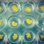 crca_equipe_Jeanson_Project1_13