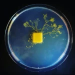 crca_equipe_Jeanson_Project1_14