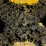 crca_equipe_Jeanson_Project1_16