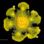 crca_equipe_Jeanson_Project1_8