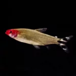 Photo d'un poisson en gros plan sur fond noir