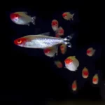 Photo d'un banc de poisson en train de nager sur fond noir