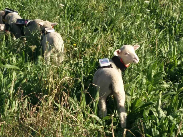 Photo d'agneaux équipés de harnais de mesures electronique
