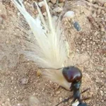 Gros plan d'une fourmis tirant une grosse plume