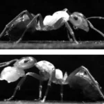 Photo de profil en noir et blanc de deux fourlis