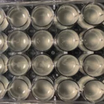 Photo culture bactéries