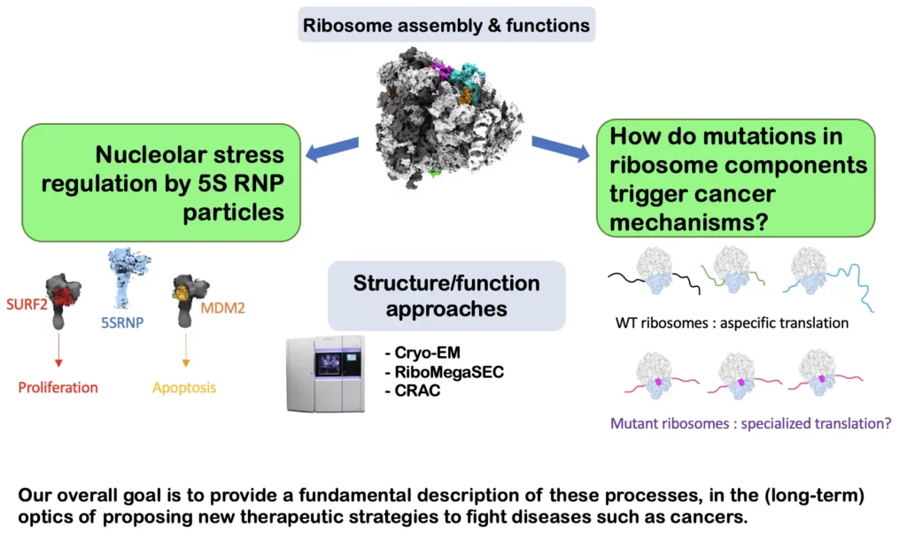 Team OncoRib schéma sujets de recherche
