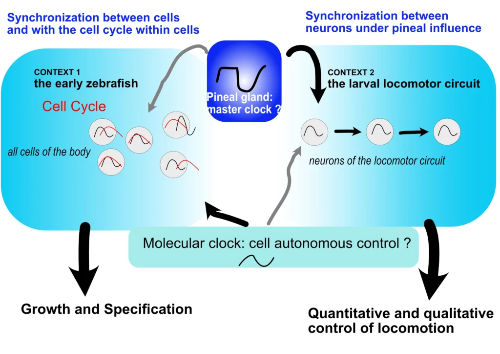 Schéma des sujets de recherche équipe COBIF