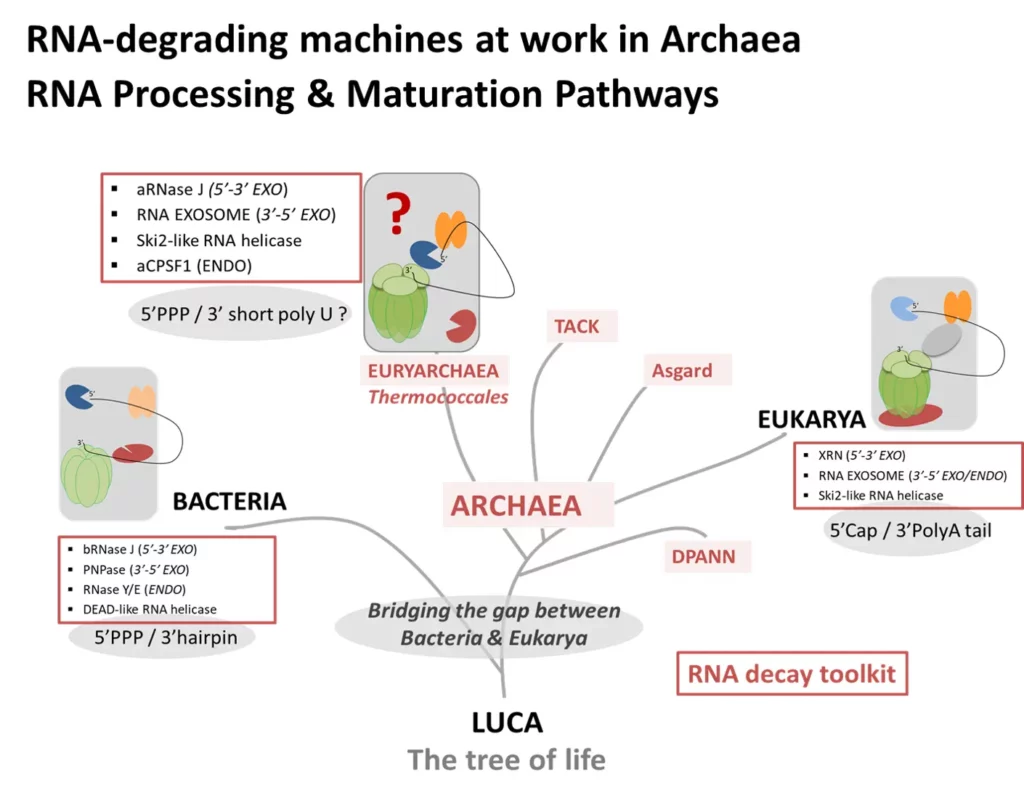 Team RNARCHAEA sujets de recherche schéma