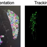 Schéma de comportements cellulaires pour construire organe olfactif chez l’embryon de poisson zèbre