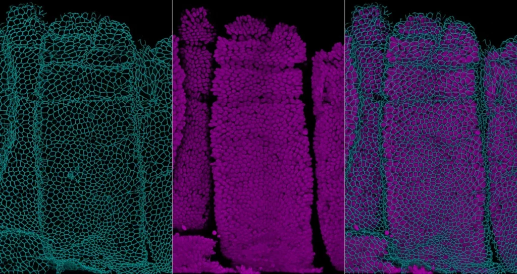 mcd_equipe_Krndija_Project3