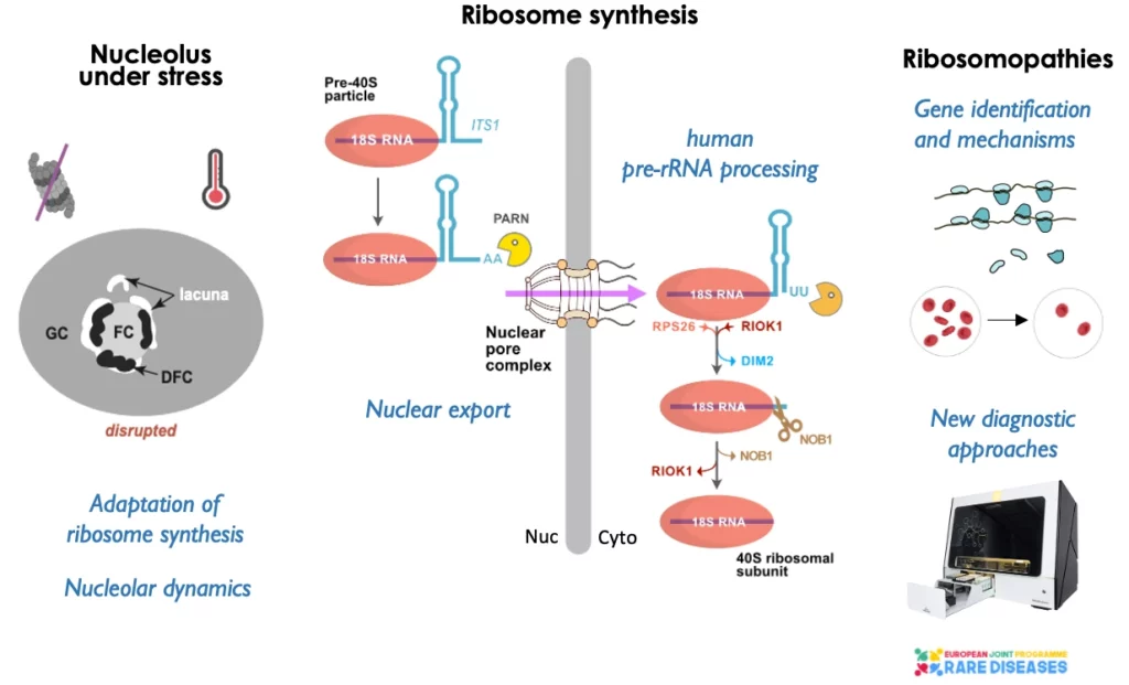Schéma travaux équipe RIBONOVA synthèse du ribosome