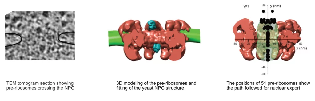 Translocation des particules pré-ribosomiques