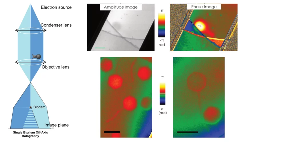 Holographie électronique pour les échantillons biologiques