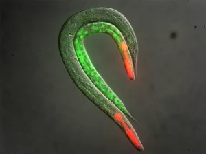 Imagerie Répression de l’hétérochromatine & Dégradation d’ARN