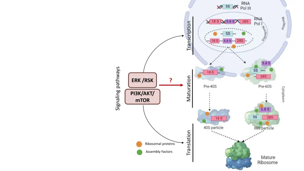 Schéma comment l'activité des FA est régulée par des voies de signalisation pendant la croissance et la prolifération