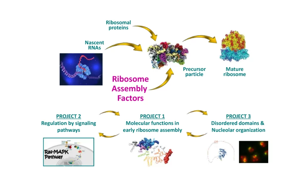 Schéma travaux équipe EukaRiBio