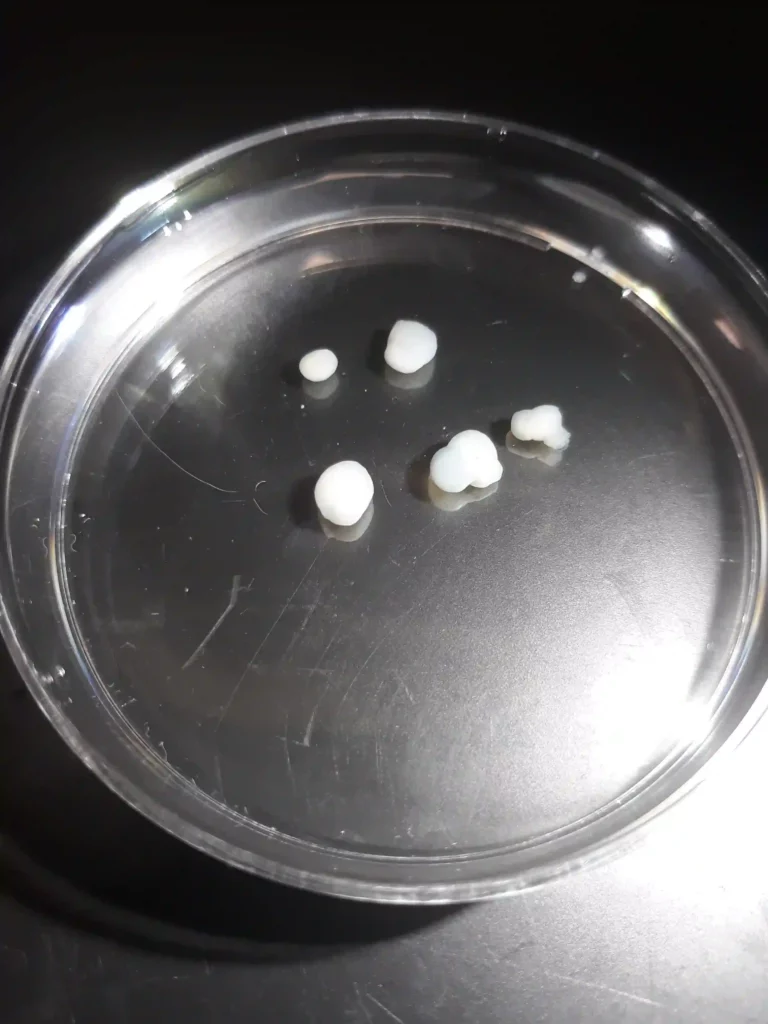 Div60 cerebral organoids