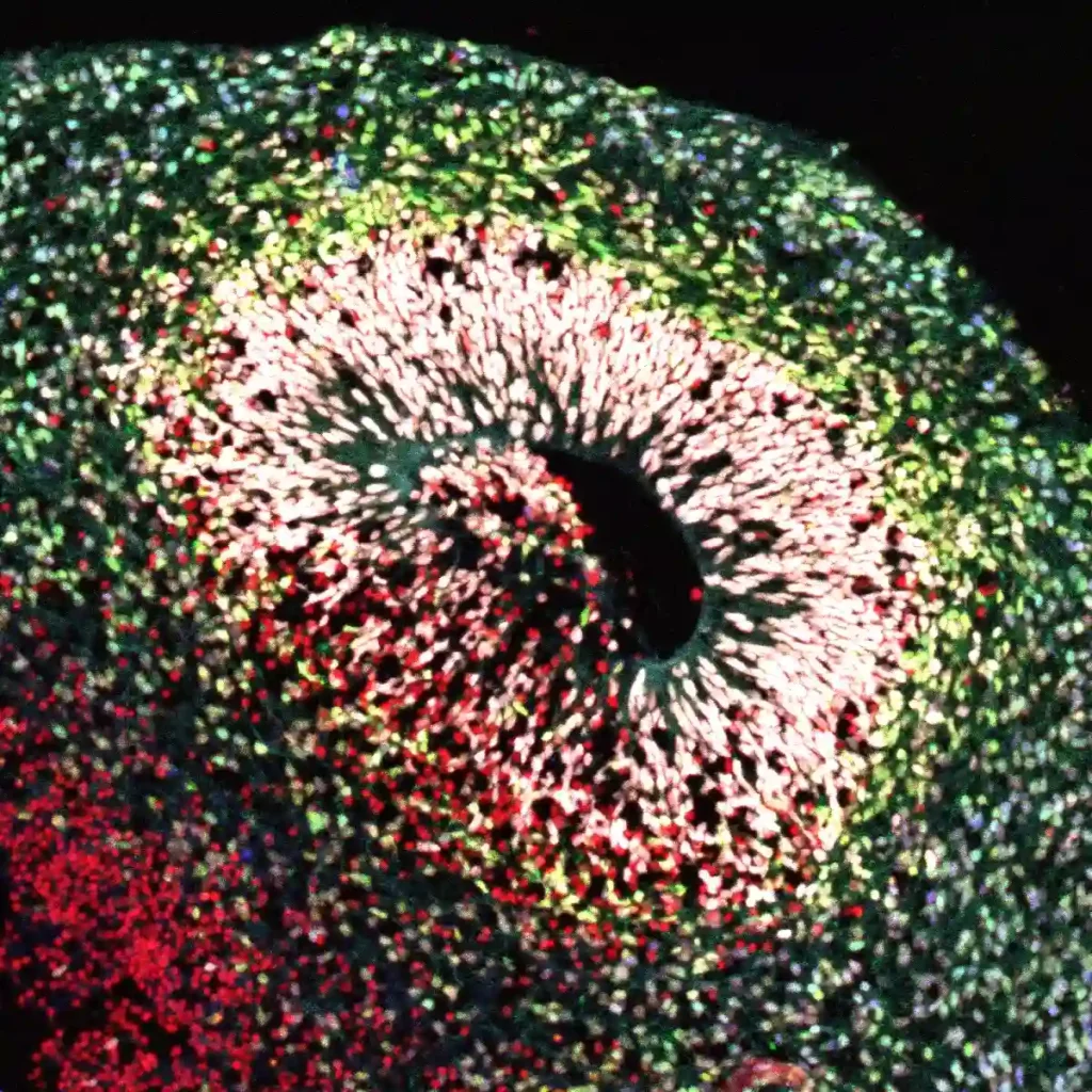 Div60 cerebral organoid- cryostat section - confocal