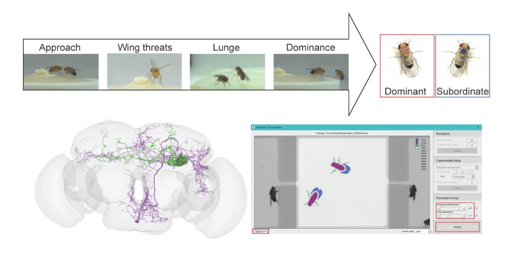 Schéma agressivité