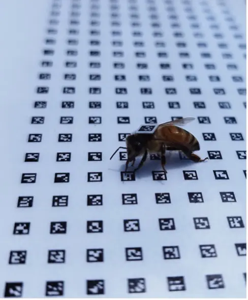 Photo extrait projet Bee-Move