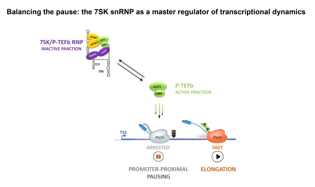 Schéma RNP 7SK, régulateur central de la dynamique transcriptionnelle